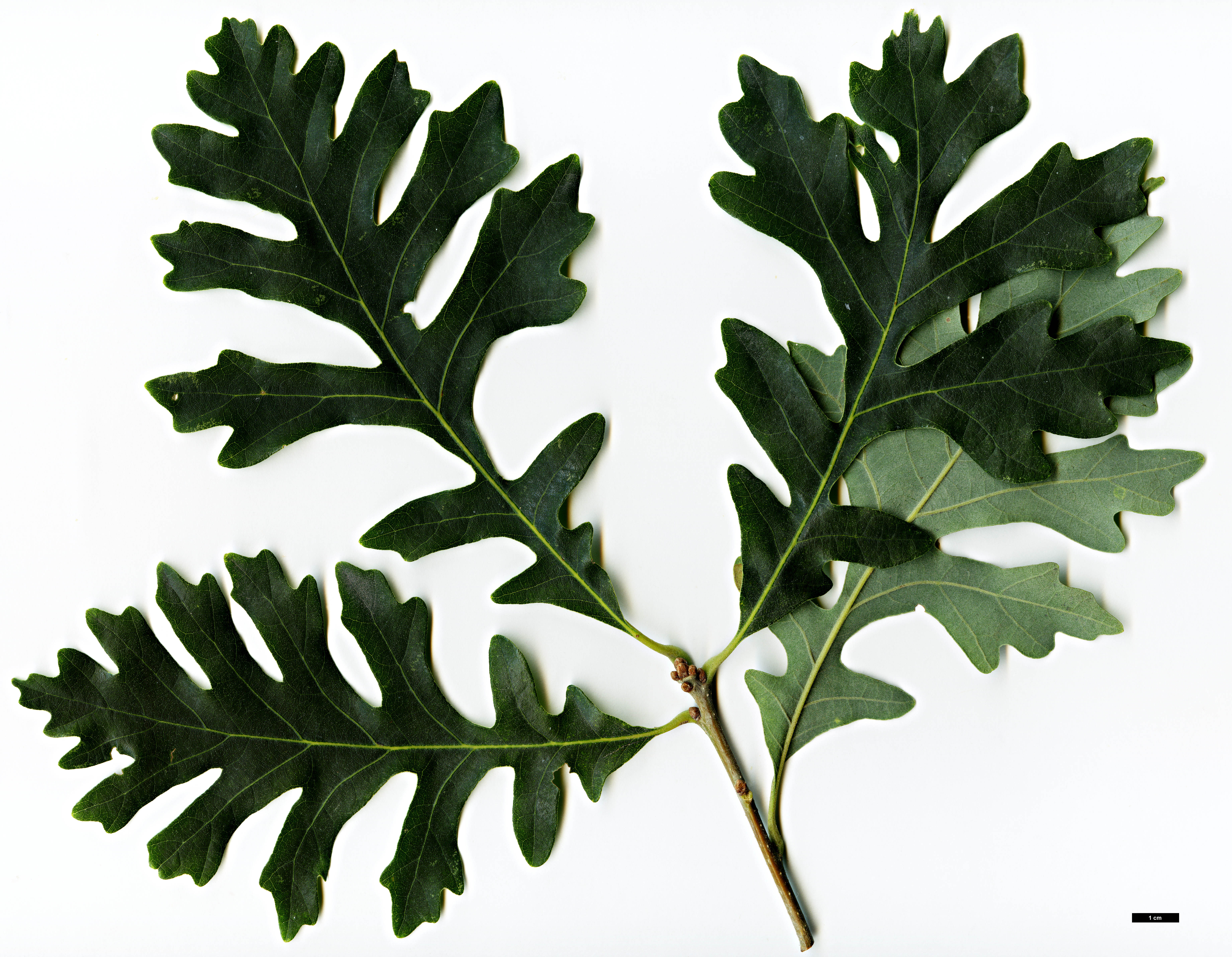 High resolution image: Family: Fagaceae - Genus: Quercus - Taxon: ×bebbiana (Q.alba × Q.macrocarpa)